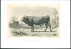 1864 Large Antique Lithograph Cattle Bull Cow Taureau De Pinzgau Baudement (26)