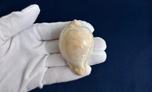 Umbilia capricornica/Cypraea capricornica 63.5mm, 22g, Australia cowrie seashell - Picture 1 of 13