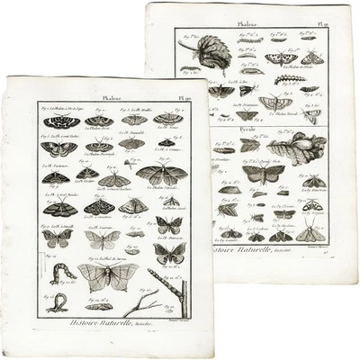 2 PLACAS! 1790 PANCKOUCKE Magníficos Grabados de Polillas Faleno, Placas 90 y 91 Foto 1 de 4