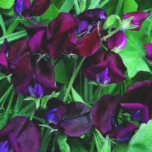 10 BLACK KNIGHT SWEET PEA Lathyrus Odoratus Vine Flower Seeds *Flat S/H - Picture 1 of 1