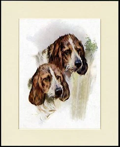 PETIT BASSET GRIFFON VENDEEN DOGS HEAD STUDY DOG PRINT MOUNTED READY TO FRAME - Picture 1 of 1