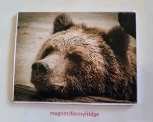 BROWN BEAR 'Just Chilling' FRIDGE MAGNET - M279 - Foto 1 di 1