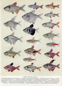 1930s AQUARIUM FISH BEACON TETRA FLAME TETRA DIAMOND TETRA Antique Litho Print - Picture 1 of 1