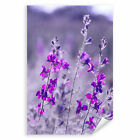 Postereck 2385 Poster Leinwand Lila Blumen, Pflanzen Blüten Feld Natur Italien