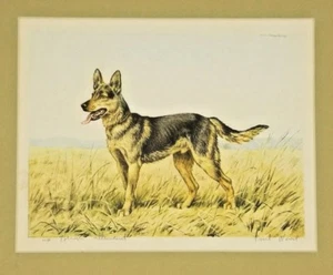 Deutscher Schäferhund signierter Druck Paris Radierverein Paul Wood Berger Allemand - Bild 1 von 4