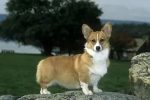 Welsh Corgi Floor Mat - Picture 1 of 1