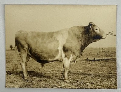 Foto de colección toro en el campo posando para foto cuerda nariz campo granja animal vaca Foto 1 de 4