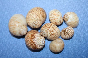 1 LBS- NATICA TIGERINA, Perfect Craft Seashell,Mosaics,Beach Art,Frame-It,SS-531 - Picture 1 of 12