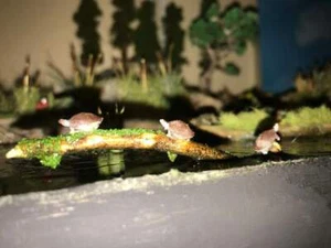 Juego de tortugas a escala 1/87 Ho 12 piezas (SIN PINTAR) - Imagen 1 de 12