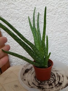 Las Mejores Ofertas En Aloe Evergreen Plantas De Interior Ebay