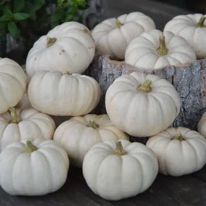 Casperita / Baby Boo Mini White Pumpkin – Decorative & Edible Pumpkins 50 Seeds - Picture 1 of 6