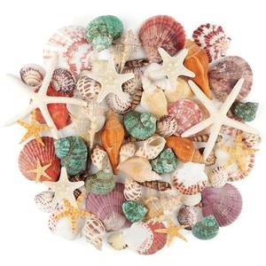70+ Mixed Beach Sea Shells Starfish for Beach Themed Party DIY Craft Vase Filler - Picture 1 of 7
