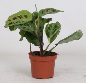 Maranta Leuconeura 'variegata ' ca. 30 cm Pfeilwurz Zimmerpflanze - Grünpflanze - Bild 1 von 4