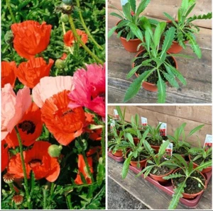 Mohn Pizzicato-Mix, Papaver, Staude, im Topf 13 cm - Bild 1 von 13