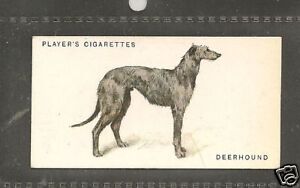 1931 UK Arthur Wardle Dog Art Full Body Player Cigarette Card SCOTTISH DEERHOUND