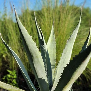 AGAVE Americana Century Plant Large Growing Succulent Cactus Live Plant - Picture 1 of 3