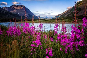 Chamaenerion Angustifolium Samen Epilobium parviflorum Fireweed Hoar Weidenkraut - Bild 1 von 7