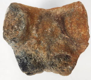 Giant Sloth Sternum Bone Fossil (Possibly Eremotherium) - Florida - Pleistocene