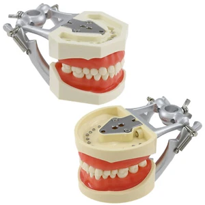 Dental Typodont Model NISSIN 200 500 28 32 Pcs Teeth Practicing For Muount Pole - Picture 1 of 44
