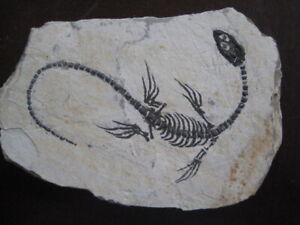  AMPHIBIAN-VERTEBRA-NOTHOSAURIA-JURASSIC-dragon dinosaur fossil-6-gift