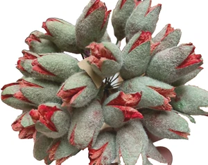 Vintage Staubblätter Millinery 40er Jahre Kaktus Blume Baumwollkapseln 1 Bund Germany - Bild 1 von 8