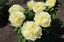 Yellow Peony Sunny Girl  bare root -Exclusive rare- 2-4 eyes