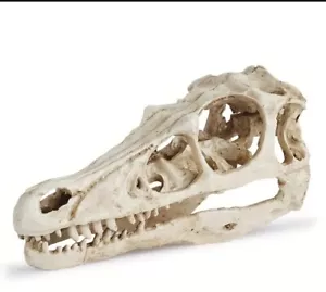 Realistischer Velociraptor Dinosaurier Schädel dichte Harz Replik - Bild 1 von 8