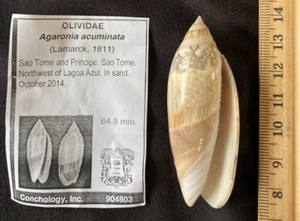 OLIVIDAE Agaronia acuminata 64.9mm, Sao Tome & Principe 2014 - Picture 1 of 6