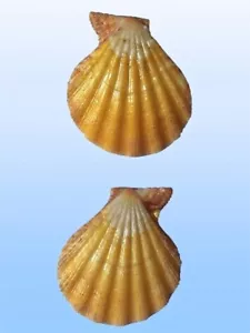 Pectinidae, Semipallium dianae, Okinawa, Japan, 42,5 mm, YELLOW, RARE! - Imagen 1 de 1