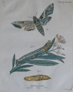 Johann Friedrich Volckart Oleanderschwärmer Schmetterling Zoologie Kupferstich - Bild 1 von 5