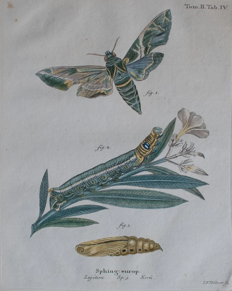 Johann Friedrich Volckart Oleanderschwärmer Schmetterling Zoologie Kupferstich - Bild 1 von 4
