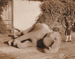 1927 Press Photo Elephant Actress "Anna May" Gets Scrub Down at Los Angeles Zoo - Picture 1 of 2