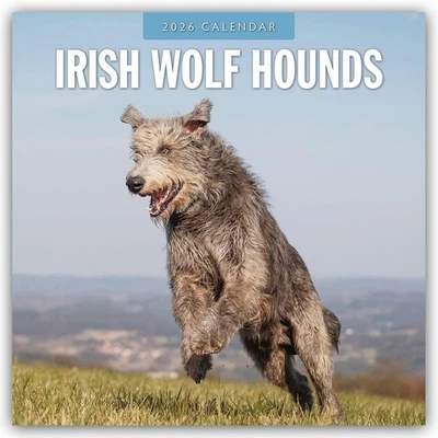 BROWNTROUT VERLAGS GMBH Irish Wolfhounds - Irischer Wolfshund 2026 - 16-Monatskalender Robin Red