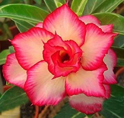 4 Semillas de Rosa Desierto Amarillo Rojo Flor Adenium Obesum Semillas Perennes Flores 283 Foto 1 de 4