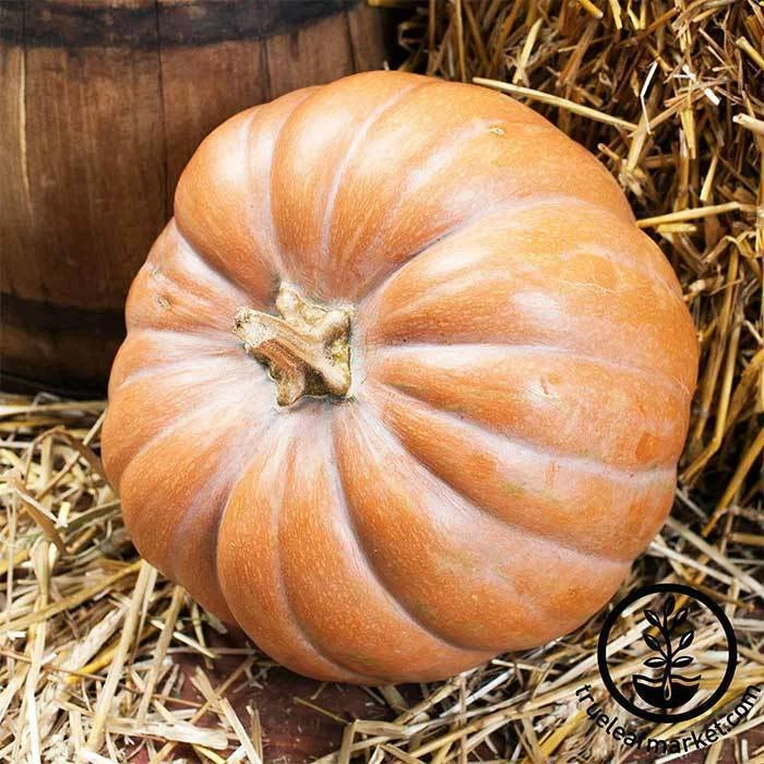 Fairytale PUMPKIN SEEDS HEIRLOOM, NON GMO WINTER Squash - Image 1 of 1