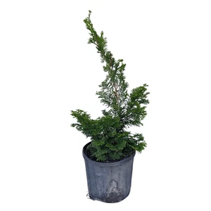 1 Dwarf Hinoki Falsecypress - Chamaecyparis Obtusa 'Nana Gracilis' - Picture 1 of 2