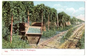 1908 vintage postcard "Hop Field, state of Washington" farming beer occupational - Picture 1 of 2