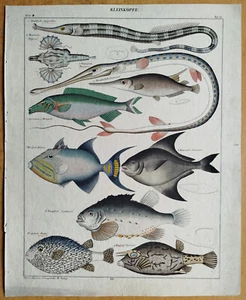 Fish Large Original Print Oken Folio Balistes etc. # 1843 - Picture 1 of 1