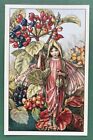 Wayfaring Tree Fairy Postcard - Flower Fairies - 2012 - Cicely Mary Barker - Art