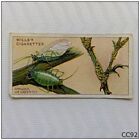Wills Cigarette Card Garden Life #13 Aphides or Green-fly (CC92)