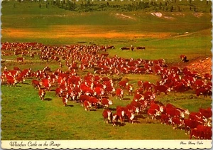Herd of Whiteface Cattle on the Range Harvey Caplin foto postal de prensa de Dexter - Imagen 1 de 2