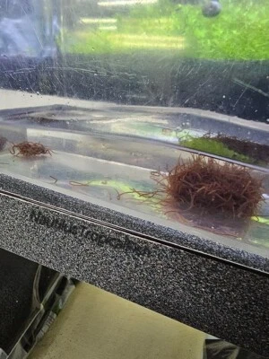 500+ct живые черные черви бесплатная гарантия живого прибытия - Изображение 1 из 4