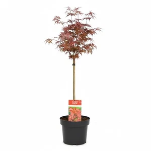 Acero Rosso Giapponese 1 Pianta in Vaso | 30cm Diametro e 1 metro altezza - Picture 1 of 2