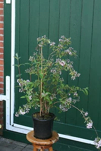 Rosendeutzie Deutzia hybrida 'Mont Rose' Deutzie 60 - 100 cm im Container - Bild 1 von 4