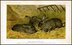 1894 Antique Chromolithograph AGRICULTURE Rabbit Giant Flandres (JAP44) - Picture 1 of 1
