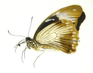 Mariposa/Papilionidae sin montar - Papilio dardanus tibullus, FEM, Tanzania - Imagen 1 de 1
