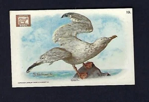 Tarjeta comercial no deportiva c1915, Arm & Hammer-Dwight Soda, Gull Bird - Imagen 1 de 2