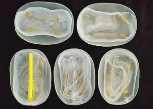 Juego de 5 platos con detalles dorados de Japón - envío gratis - Imagen 1 de 1