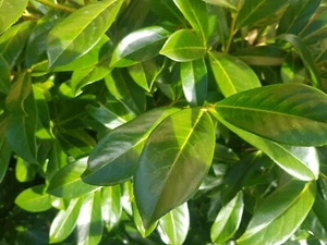 Cherry laurel Prunus laurocerasus plant cutting - Picture 1 of 2