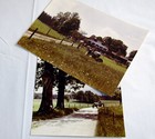 2 Foto MAN Dieselschlepper Traktor mit Mähwerk ca 1960 Original